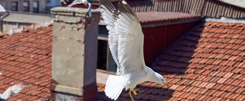 Residential Chimney Animal Removal Solution in Cottage Grove, MN