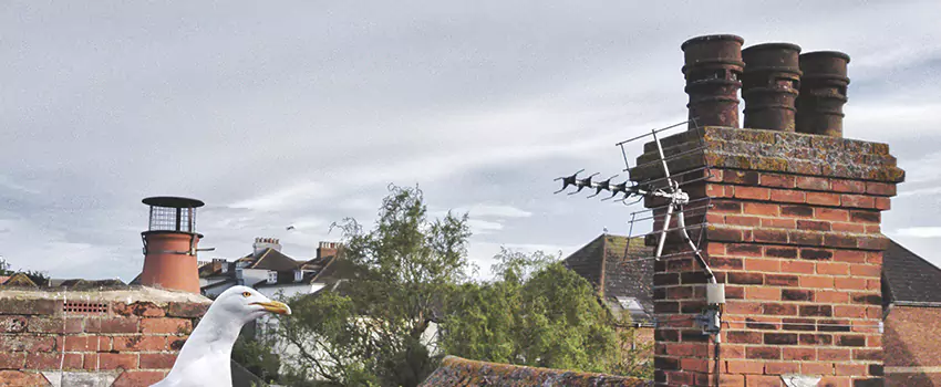 Chimney Cleaning And Restoration in Cottage Grove, Minnesota